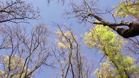 Yellow-leaves-of-park-trees-on-high-branches-with-clear-blue-sky-background-on-a-quiet-autumn-day,-slow-tilt-down-view