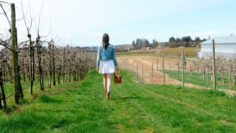 woman with vegetable basket walking in a vineyard 4k