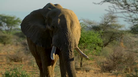 Elephant-Walking-Toward-Camera,-Medium-Shot