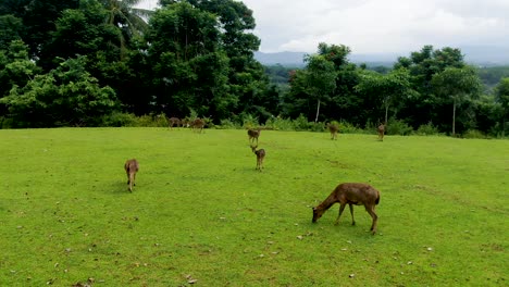 Watchful-herd-of-Javan-Rusa-Deer-on-lawn-eating-grass-peacefully