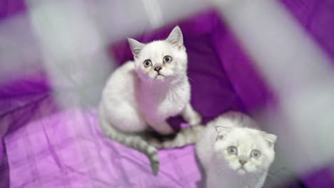 two pedigree kittens are in a cage for transportation of animals. scottish fold cat close up