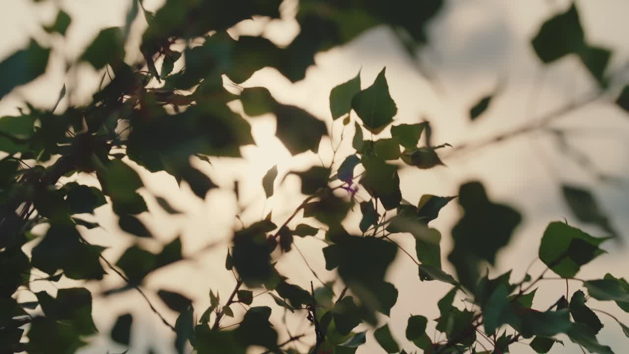 흔들리는 녹색 잎을 통해 빛나는 태양