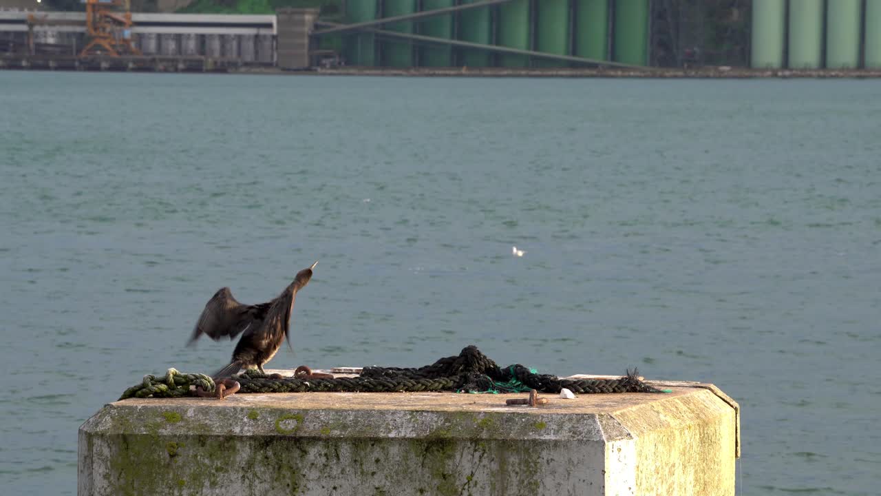 새가 오줌을 싸다