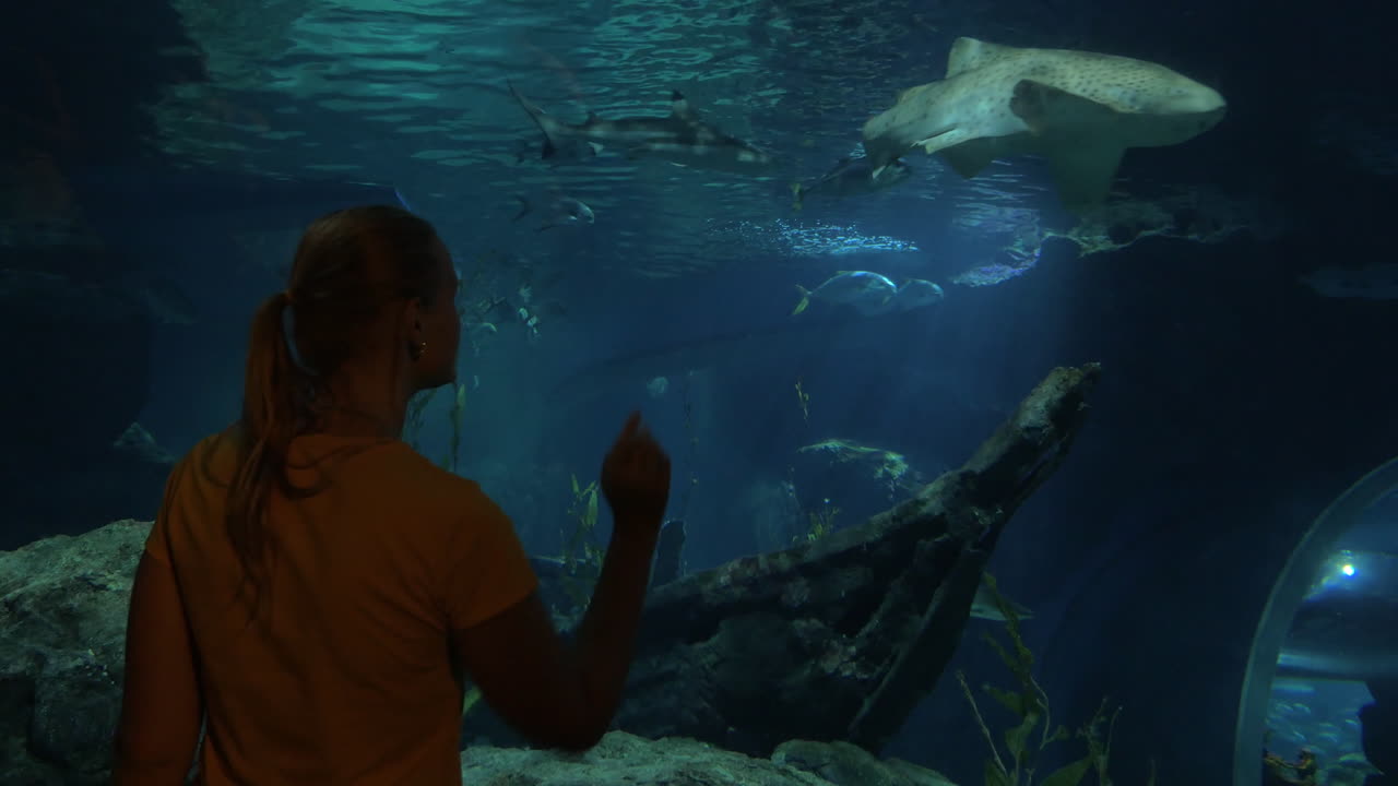 mujer mirando al tiburón en el gran acuario siam océano mundo bangkok tailandia