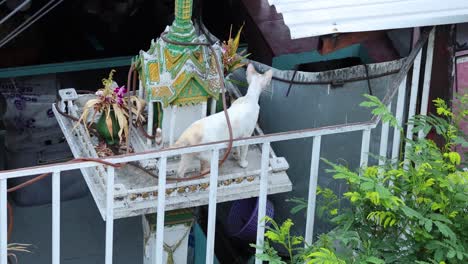 a white cat interacts with a colorful shrine