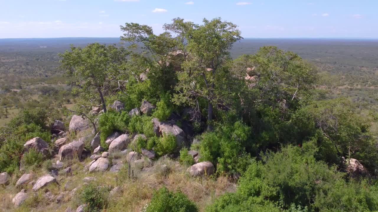 Vast African savannah with green trees and endless horizon, aerial view