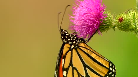 una mariposa recogiendo néctar.