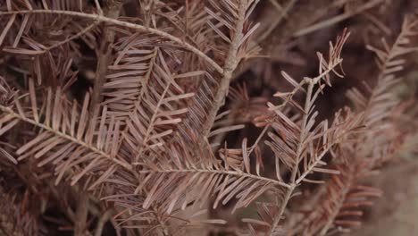 Dead-Christmas-tree-turning-brown-and-withering