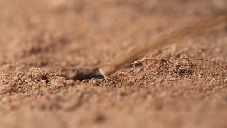 Black-spider-in-burrow-rushes-out-to-investigate-stick