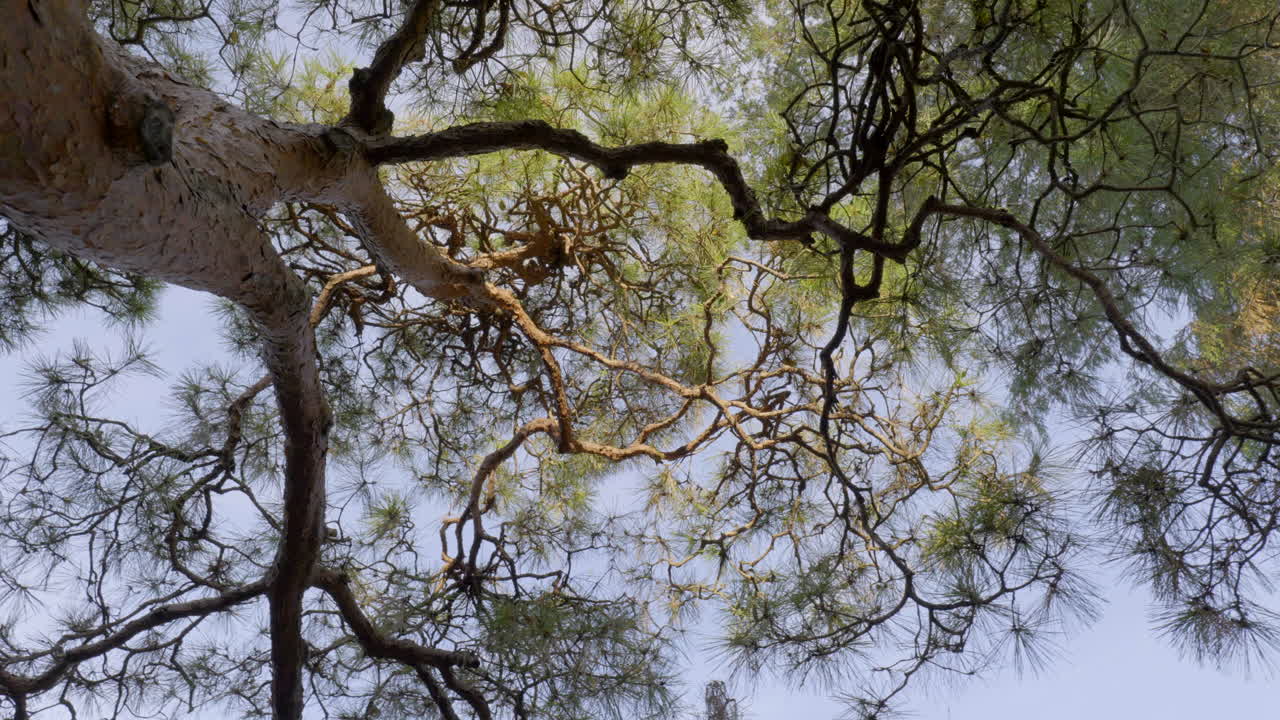 The branches of Japanese pines have very intricate shapes that are perfect for use in garden design.
