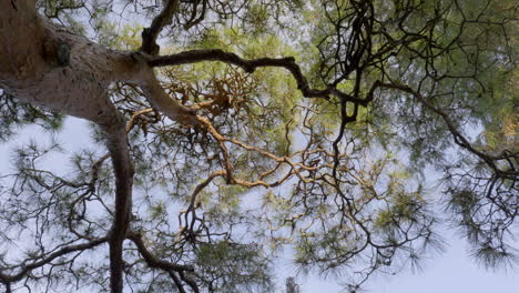 the branches of japanese pines have very intricate shapes that are perfect for use in garden design.