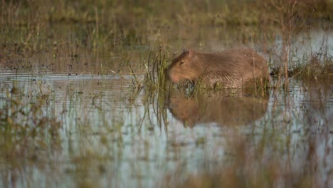 A capybara partially submerged and feeding in calm marsh waters while surrounded by aquatic vegetation in the Iberá National Park, Corrientes, Argentina