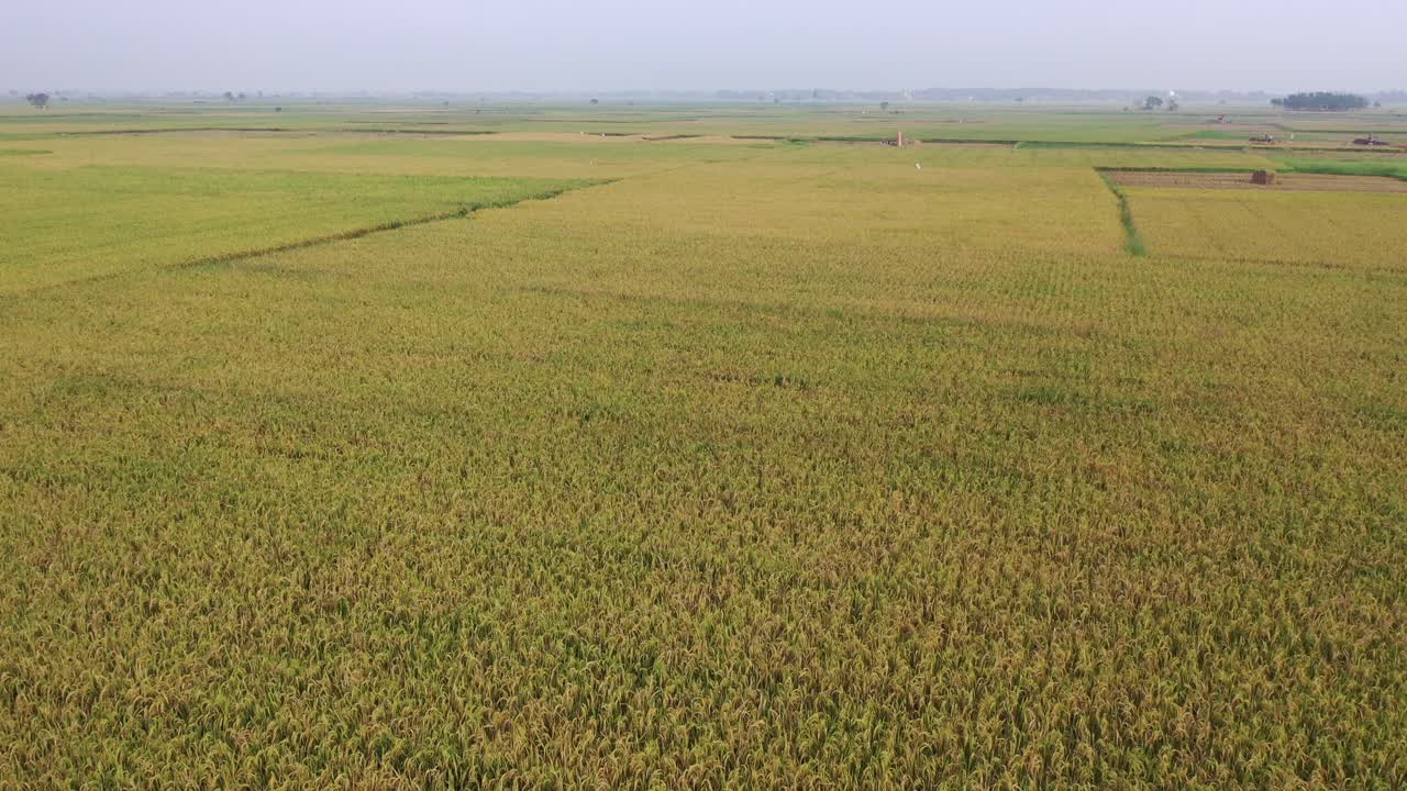 campo de arroz dorado vista aérea