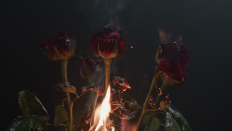 roses burning in flames