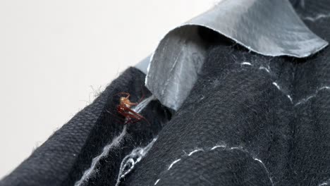 close-up male common house spider stays still, then crouches on black fabric