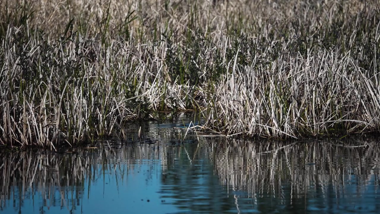 Castoro nordamericano che nuota accanto a canne di palude al Ridgefield National Wildlife Refuge