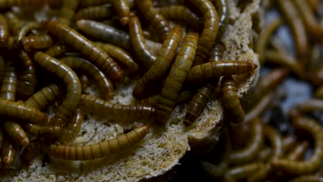 the mealworm is a species of darkling beetle used to feed pets like fish, snakes, birds, and frogs