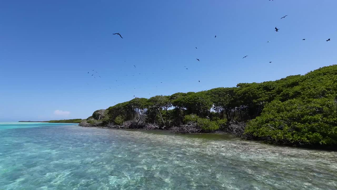 망그로브 나무와 새들이 날아다니는 크리스탈처럼 은 물, 활기찬 낮의 장면