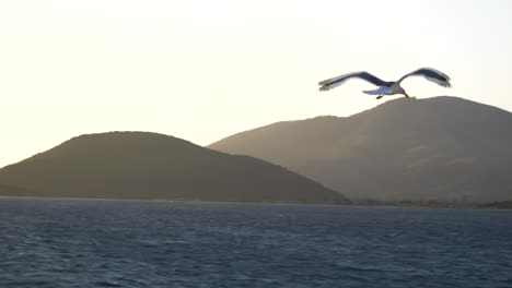 Seagull-flying-against-the-backdrop-of-a-blue-sky,-the-Ionian-Sea,-and-the-Greek-flag