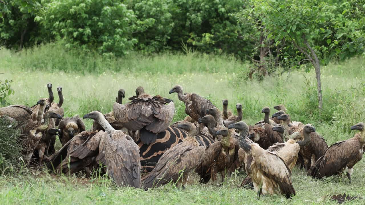 Wide shot of lots of white-backed vultures fighting over the leftovers of a zebra kill, Mashatu Game Reserve, Botswana