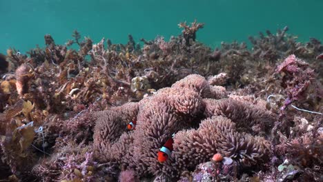 Clownfische-Schwimmen-In-Seeanemonen,-Umgeben-Von-Seegras,-Weitwinkelaufnahme