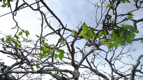 Close-Up-of-Tree-Branches-With-Few-Leaves-After-Storm-With-Powerlines-Background-in-Key-West,-Florida-Pan-Left