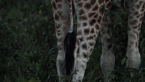 Jirafa-Masai-Alimentándose-De-Un-árbol-En-El-Parque-Nacional-De-Aberdare,-Kenia,-África