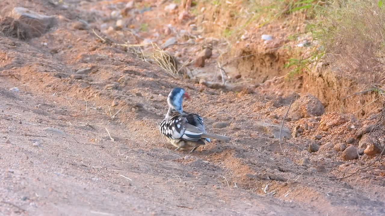 pájaro de plumas blancas y grises con pico naranja en sudáfrica sacudiendo las alas en un montón de tierra