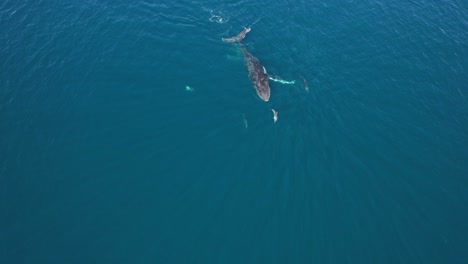 Ausgewachsene-Buckelwale-Schwimmen-Und-Drehen-Sich-Mit-Verspielten-Großen-Tümmlern-Im-Tiefblauen-Meer