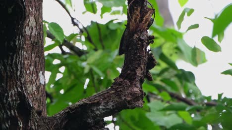 visto en el lado izquierdo desde la parte superior picoteando mientras baja y detrás de la rama en busca de comida para comer, pájaro carpintero laced picus vittatus hembra, tailandia