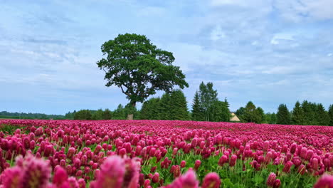 a field of vibrant pink flowers with a large tree in the background, latvia