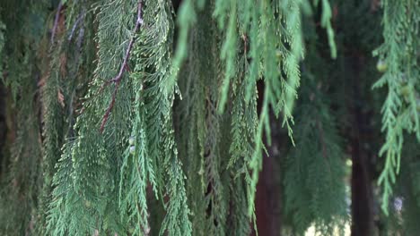 Willow-Tree-on-a-Summer-Day-Close-Up