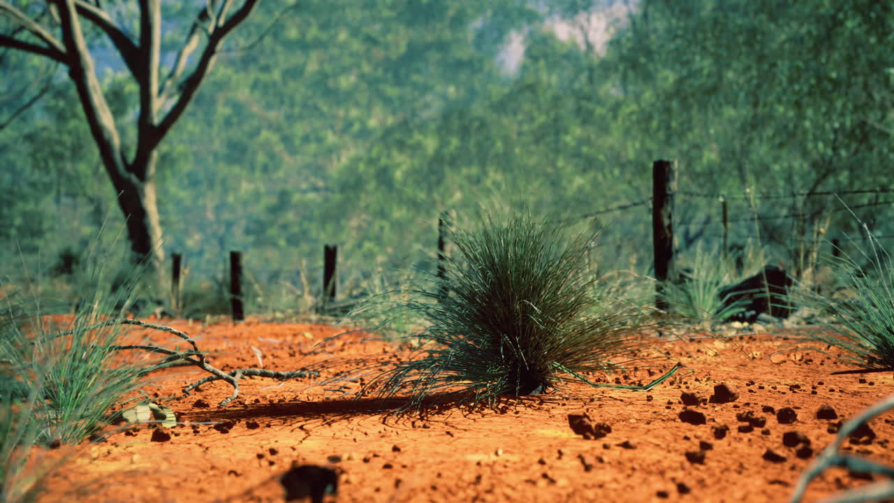 suelo rojo vibrante y vegetación nativa en un paisaje seco al mediodía