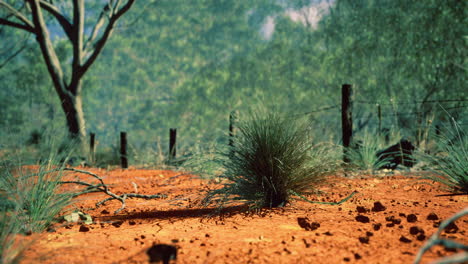 vibrant red soil and native vegetation in a dry landscape at midday