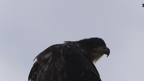 silhouette of immature bald eagle against grey sky, upwards zoomed in view