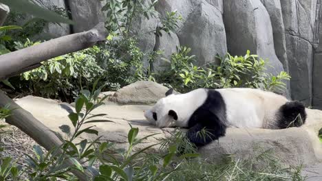 handheld motion capturing a lazy sleepy giant panda, ailuropoda melanoleuca, sleeping on the belly after a big feast on a relaxing afternoon in its habitat