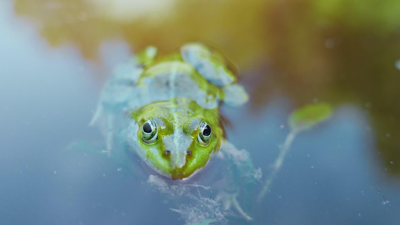 연못에서 물 밖으로 머리를 엿보는 녹색 개구리의 닫습니다