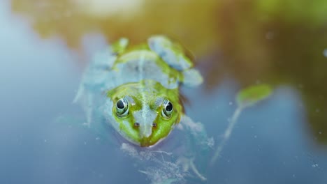 池の水から頭を覗かせる緑のカエルの接写