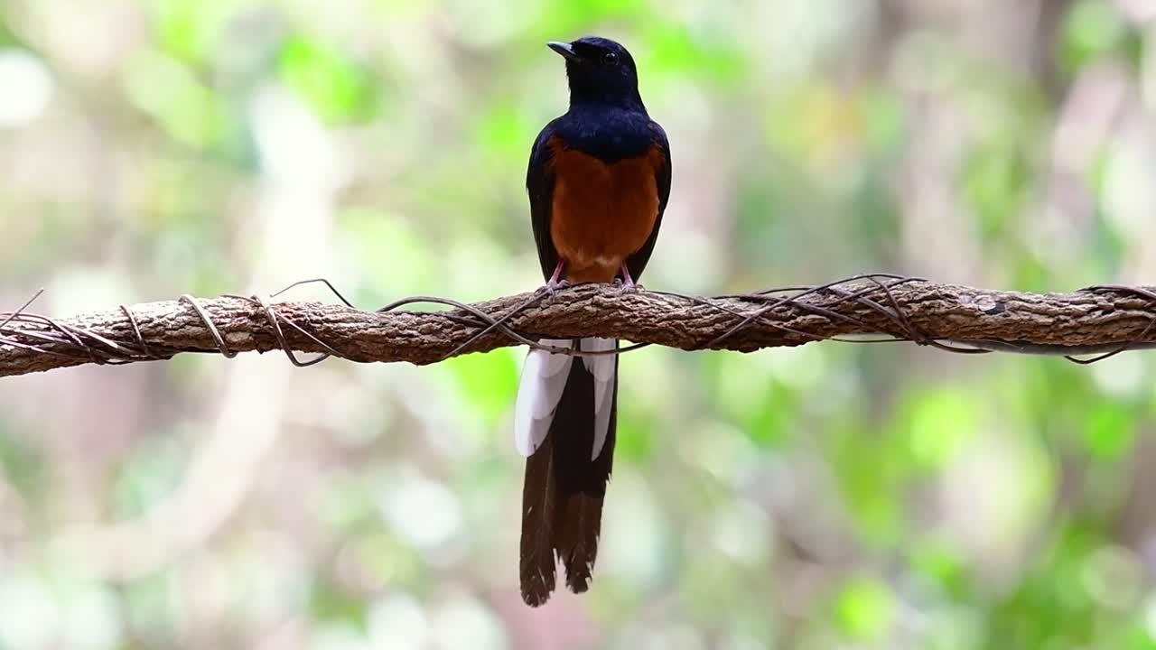 shama de rabadilla blanca encaramado en una vid con fondo bokeo del bosque, copsychus malabaricus, en cámara lenta