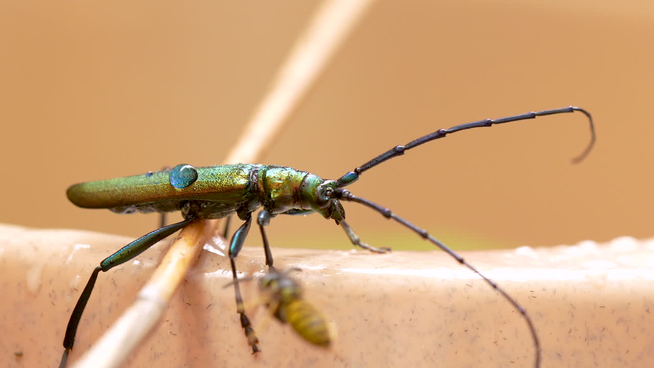 아로미아 모스카타 (aromia moschata) 에 올라가려고 하는 벌레 - 두 개의 곤충 사이의 경쟁