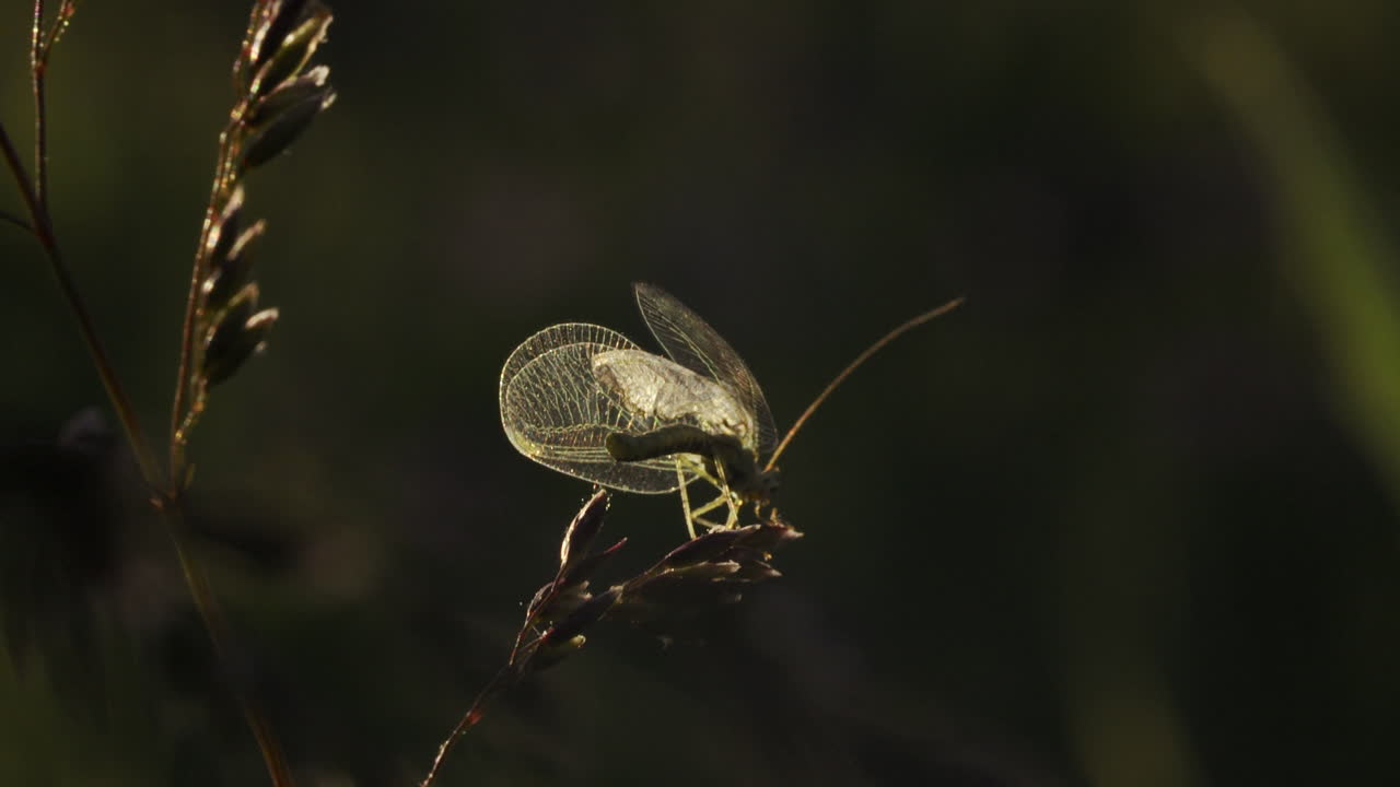 Small Green Lacewing on Grass