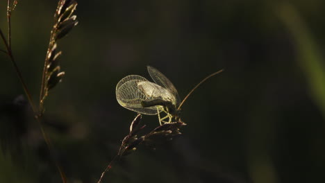 small green lacewing on grass