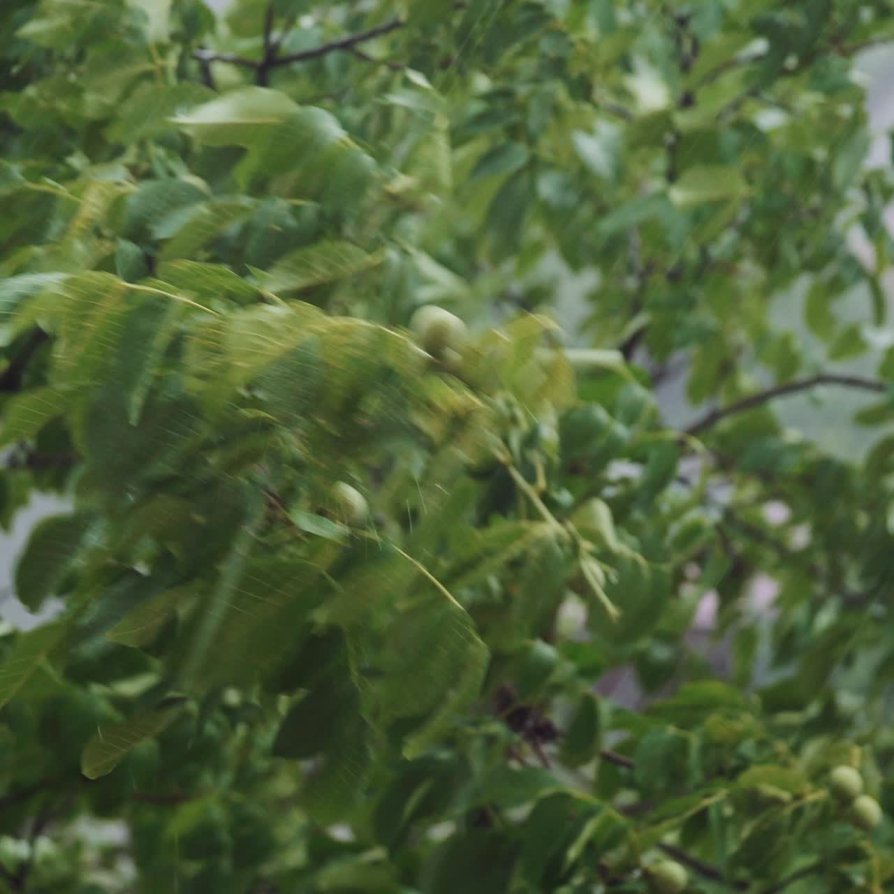 Walnut during heavy downpour. Top of trees swaying in hard rain.