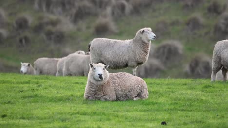 ovejas pastando y descansando en un campo verde