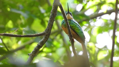 Parcialmente-Escondido-Mientras-Está-Posado-En-Una-Rama-De-Un-árbol-En-La-Selva-Tropical-De-Colombia-En-Sudamérica,-Un-Jacamar-De-Cola-Rufa,-Galbula-Ruficauda,-Mira-Hacia-Arriba-Y-Hacia-Abajo-Desde-Su-Percha.