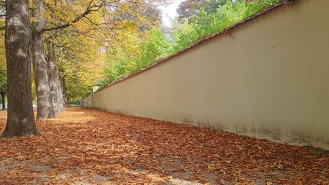 static shot of orange autumn leaves covering the ground