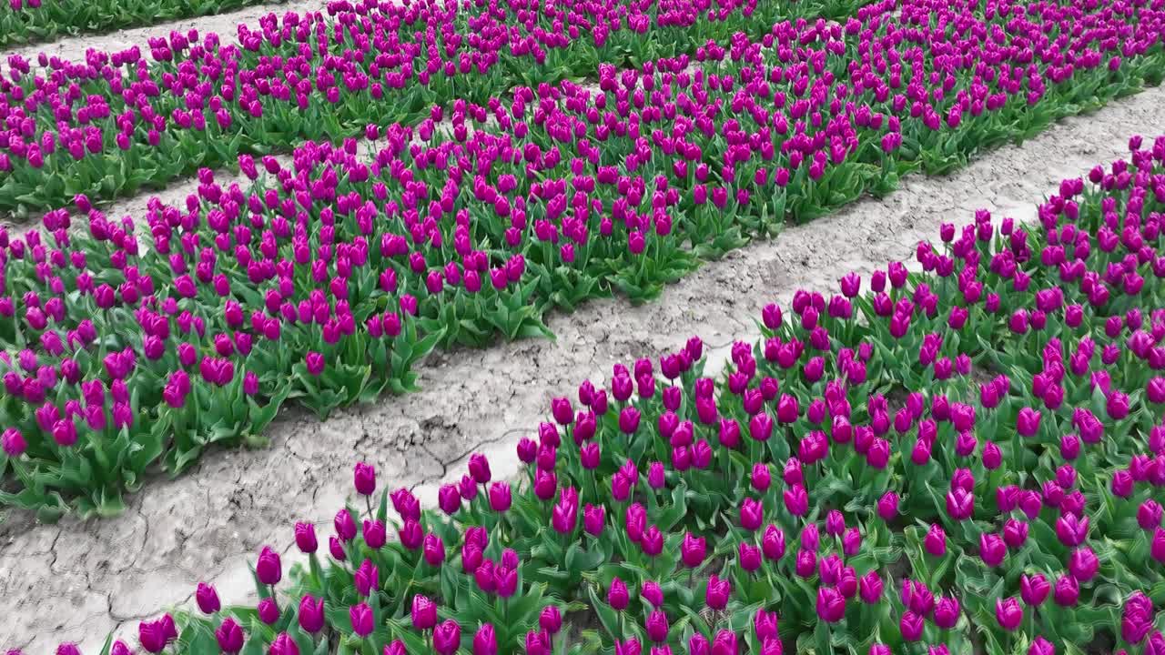 filas de tulipanes morados en plena floración, vista aérea