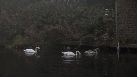 three swans feeding on a cold winter canal wide shot