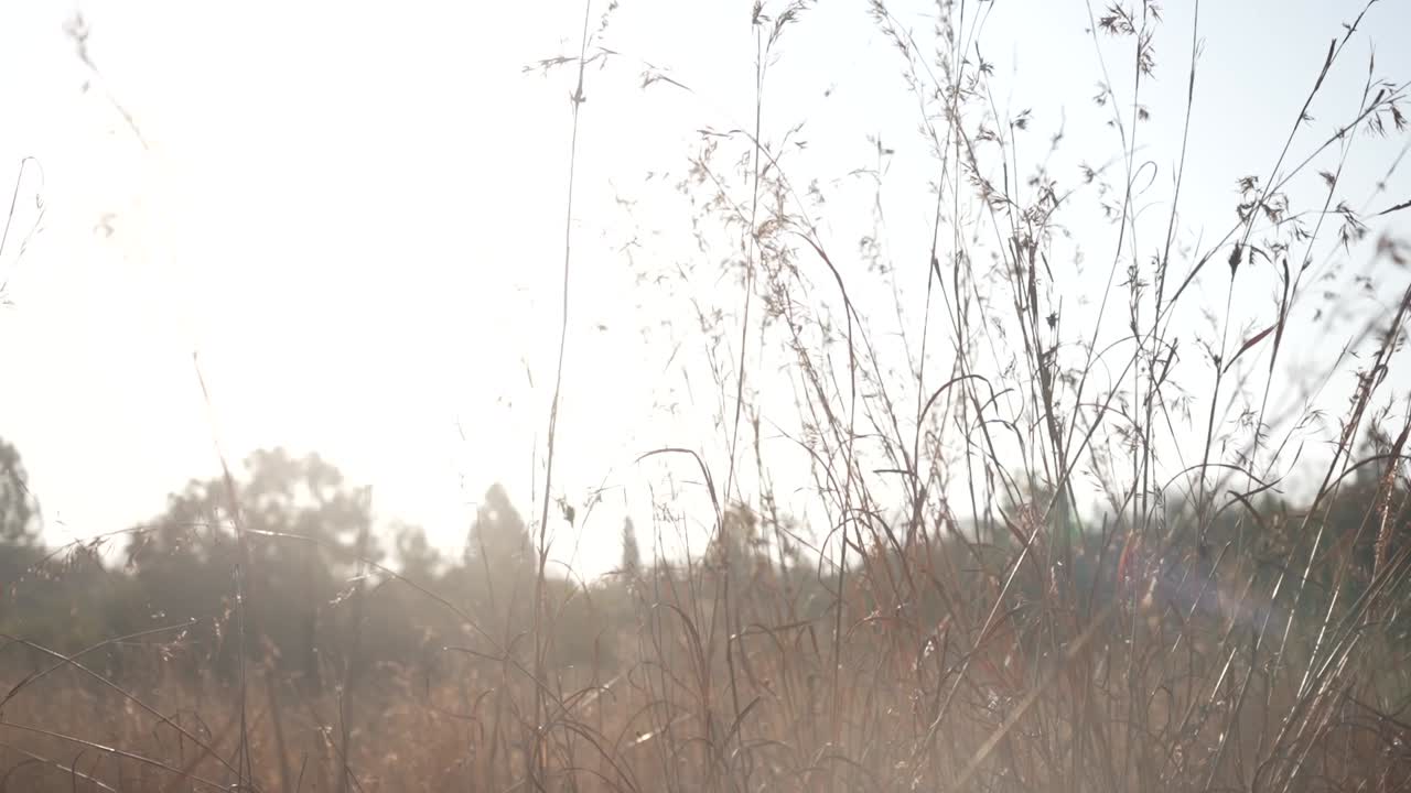 잔디 ⁇ 에서 꿈꾸는  ⁇ 빛 노란 잔디 덤불