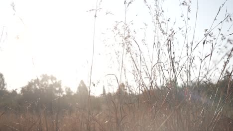 dreamy sunlight yellow grass bush in grassland